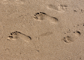 Fototapeta na wymiar Footsteps on sand on the beach