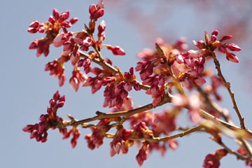 桜の開花