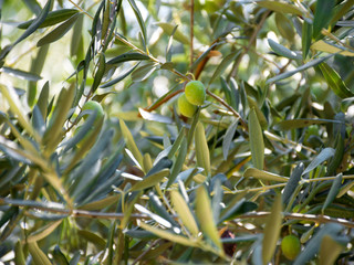 Fototapeta premium Close up of an olive tree with fresh olives