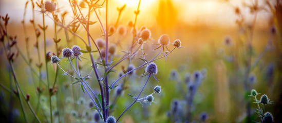 Healing herbs. Eryngium planum. Blue Sea, violet holly healthcare flowers. soft focus, macro view - 293357994