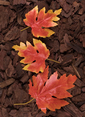autumn leaves on a wooden bark