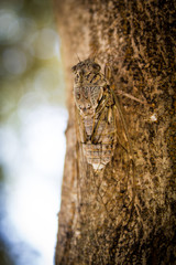 camouflaged brown cicada on tree 