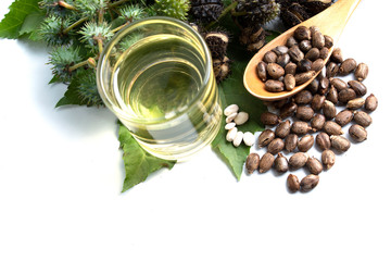 castor oil laves and seed isolated on white background