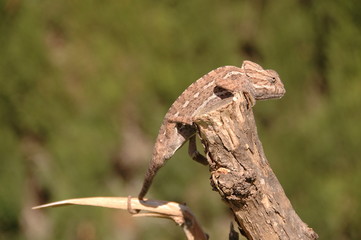 Chameleon species in extinction in malaga on a branch