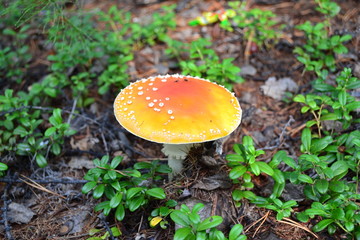 Inedible mushroom on the background of needles and leaves