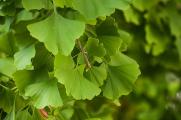 Closeup of Ginkgo biloba leaves in urban park
