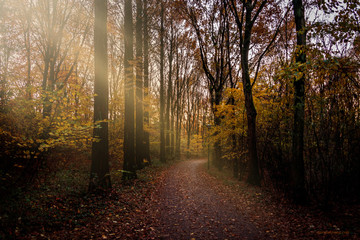 Fototapeta premium GAASPERPLAS AMSTERDAM