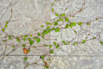 The texture of white nature stone marble floor or wall with some plants of ivy. White marble or granite floor with vines as nature background