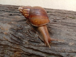 Snails are classified as invertebrates. It is an ancient animal that originated in the middle of the Carboniferous period. (Carboniferous Period) about approximately four hundred million years ago.