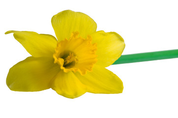 Yellow daffodil on a white background