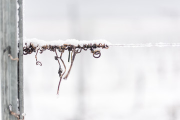 vigneto in inverno neve