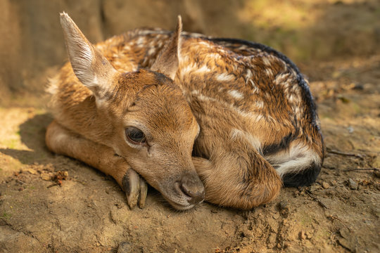 Fallow deer fawn curled up from close up view