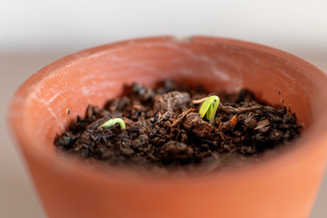 green tea leaves in a bowl on white background