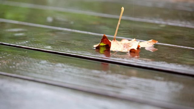 An autumn leaf lying on the wet wooden terrace floor in the rain