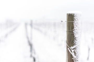 vigneto in inverno neve