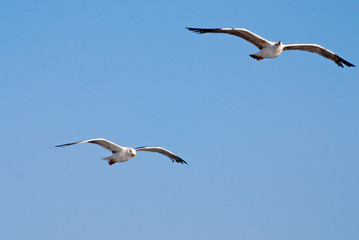 seagulls