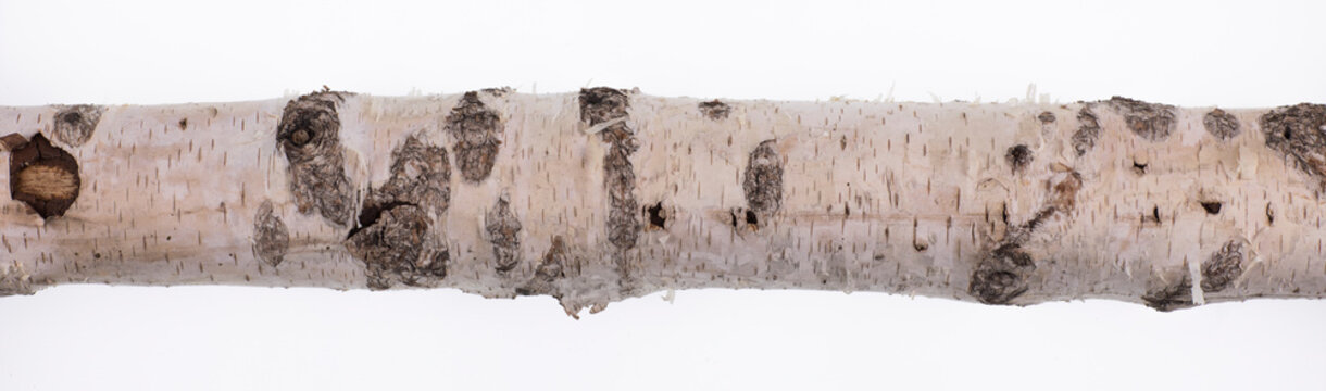 birch trunk with birch bark isolated on white background
