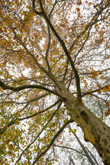 Colorful maple tree top view of low angle.
