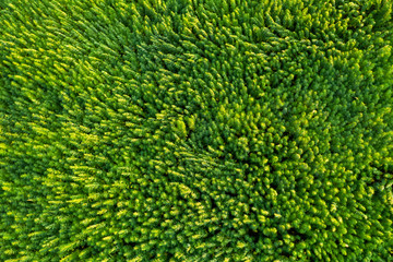 Trippy aerial view of beautiful marijuana CBD hemp field affected by wind