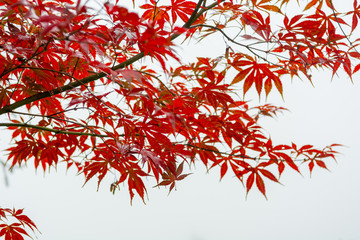 Red maple tree leaves view of low angle.