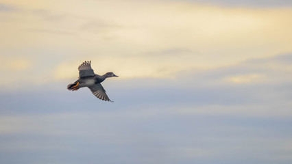 Canard Chipeau