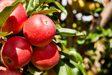 picture of a Ripe Apples in Orchard ready for harvesting,Morning shot