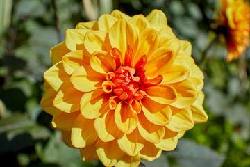 Stunningly vivid yellow Dahlia flower on a sunny day.