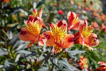 Stunningly vivid and colourful Peruvian lily (Alstroemeria) flowers on a sunny day.