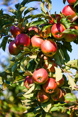 picture of a Ripe Apples in Orchard ready for harvesting,Morning shot