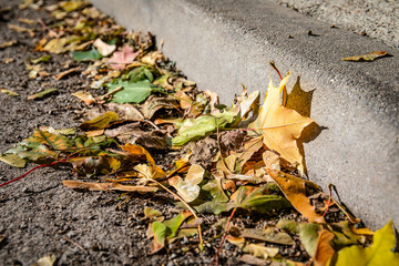 Colourful autumn leaves on the street. Pedestrian streets and driveway