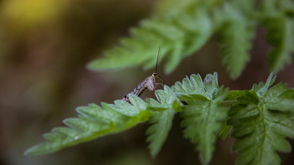 Insecte Macro