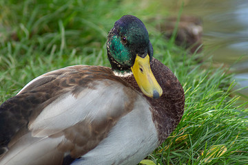portret kaczora © Henryk Olszewski