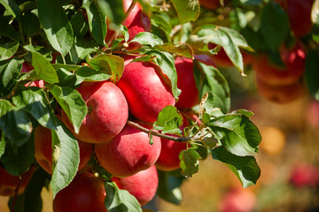 picture of a Ripe Apples in Orchard ready for harvesting,Morning shot