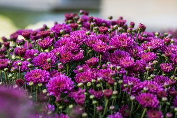 Picture of pretty chrysanthemum flowers close-up at park