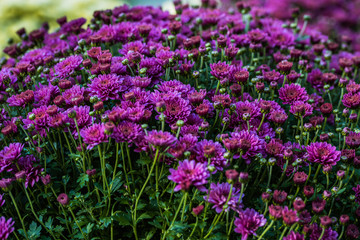 Picture of pretty chrysanthemum flowers close-up at park