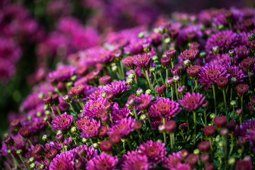 Obraz premium Picture of pretty chrysanthemum flowers close-up at park