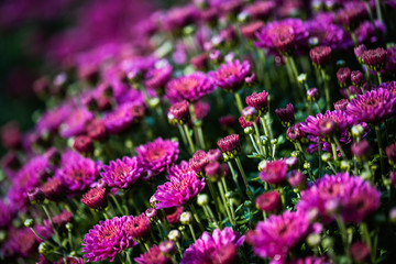 Picture of pretty chrysanthemum flowers close-up at park