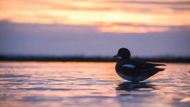 Coucher de Soleil Canard