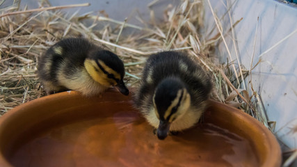 Canard Colvert Caneton