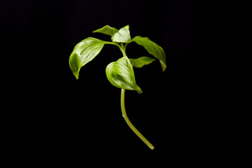 fresh basil on a black background