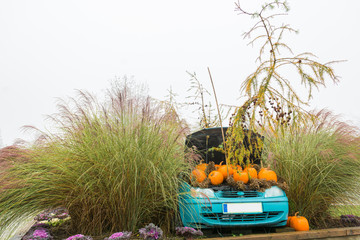 Many pumpings and plants invading old car outdoor.