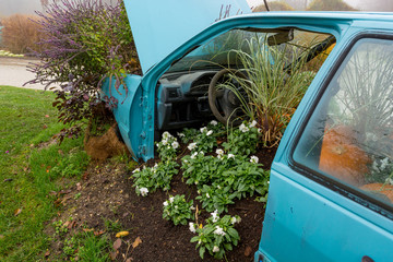 Many pumpings and plants invading old car outdoor.