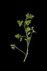 fresh parsley on a black background
