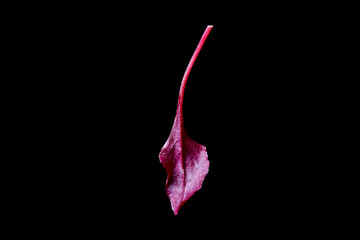 fresh basil on a black background