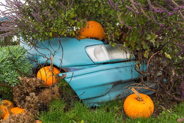 Many pumpings and plants invading old car outdoor.