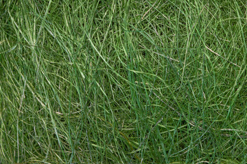 Fake green grass sisal background texture pattern