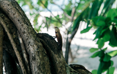 Chameleon Camouflaged In Some Branches.