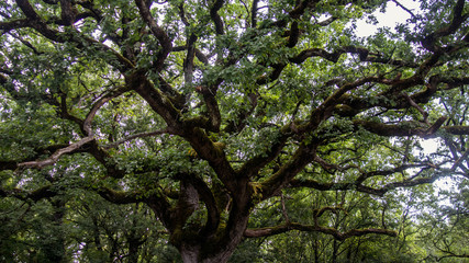 Chêne Centenaire
