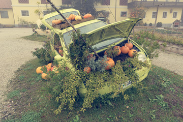 Many pumpings and plants growing in old car outdoor.