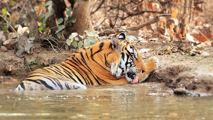 Royal Bengal Tiger (Panthera Tigris Tigris) drinking water by sitting in a saucer sighted during a...